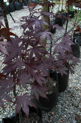Purple Japanese Maple